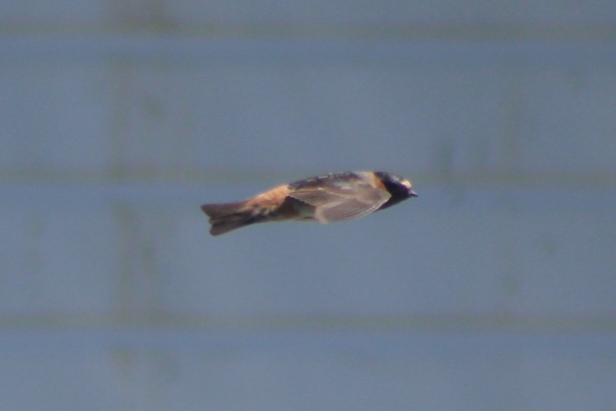 Cliff Swallow (pyrrhonota Group) - ML464695301