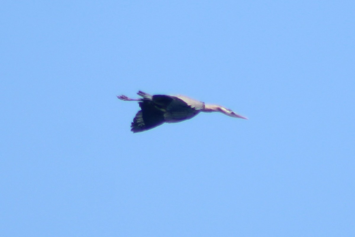 Great Blue Heron (Great Blue) - ML464695321