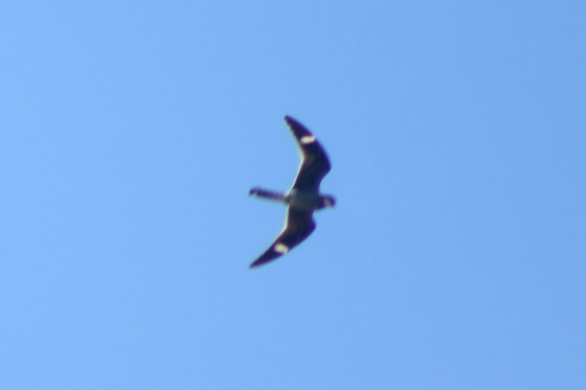 Common Nighthawk - ML464695351
