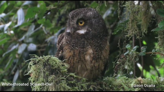 White-throated Screech-Owl - ML464695591