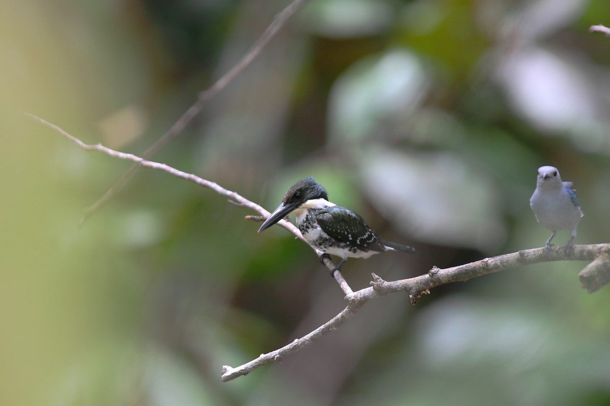 Green Kingfisher - Don Brode