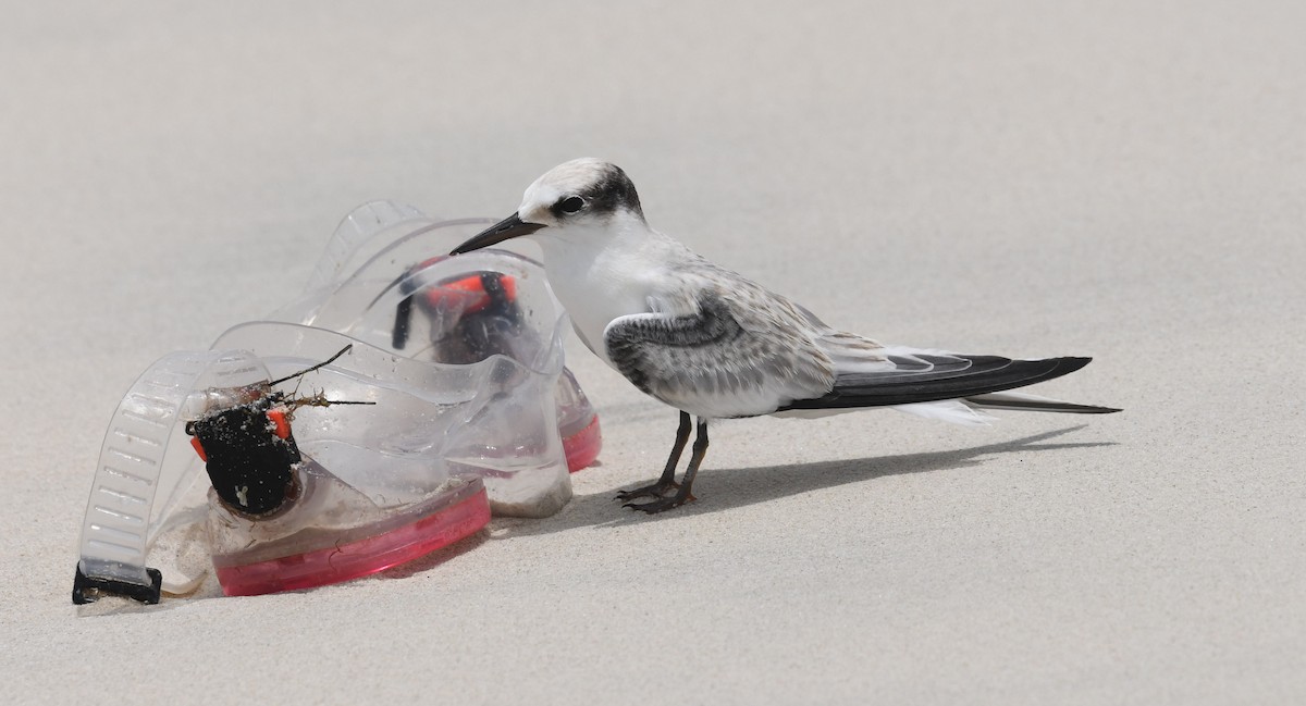 Saunders's Tern - David Darrell-Lambert