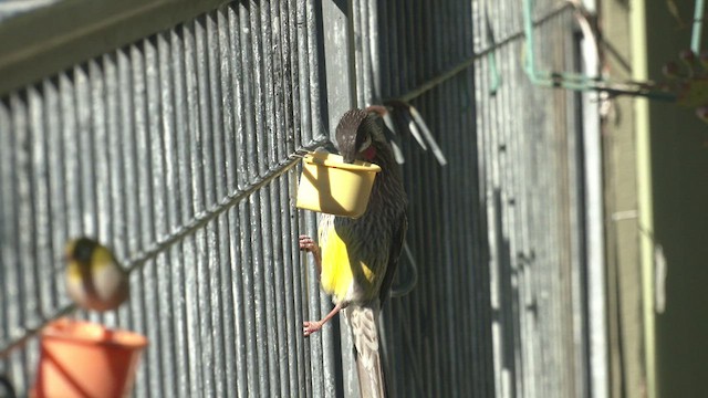 Red Wattlebird - ML464698361