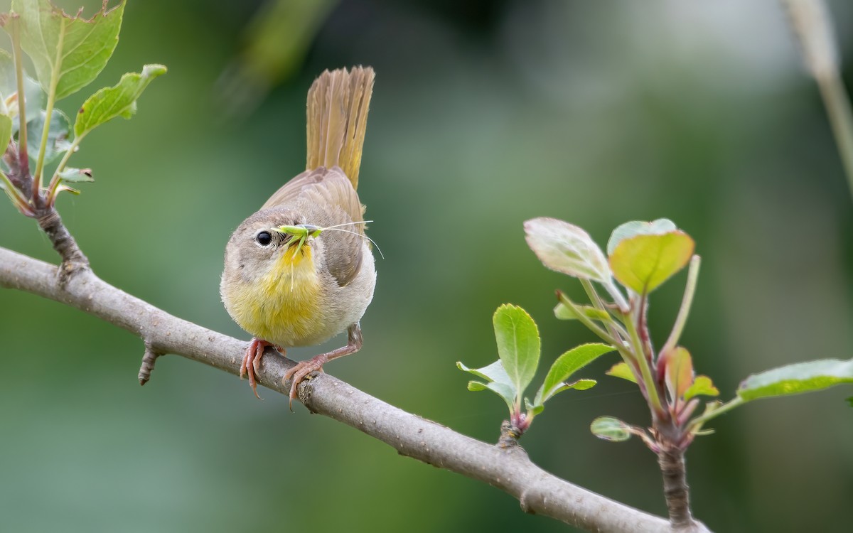 Common Yellowthroat - ML464698851