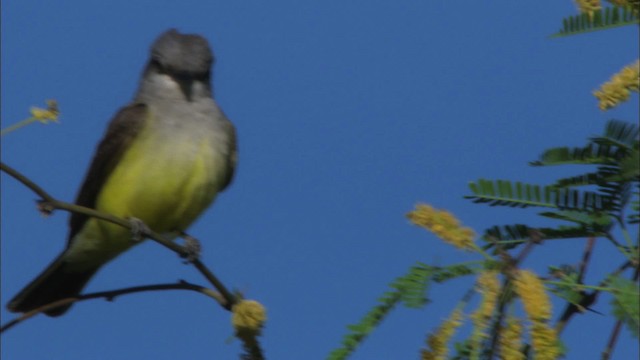 Western Kingbird - ML464699