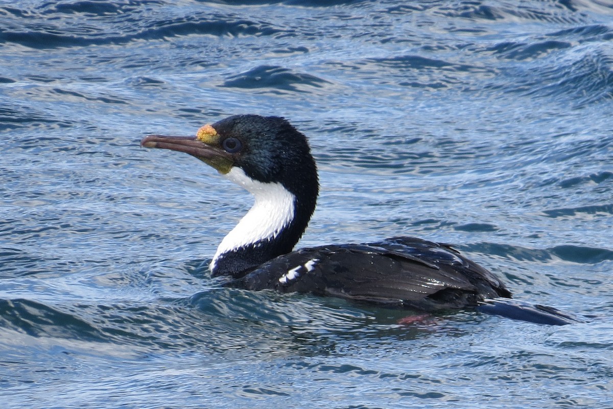 Cormorán Imperial - ML46469911