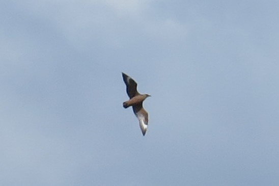 Chilean Skua - ML46469971