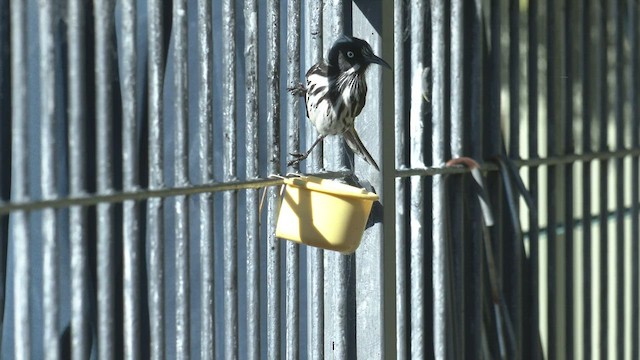 New Holland Honeyeater - ML464699851