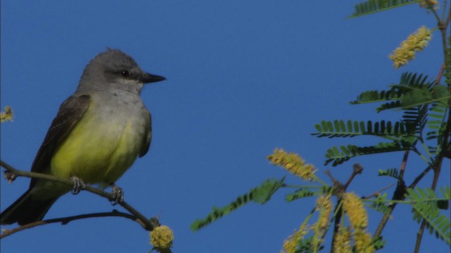 Western Kingbird - ML464700