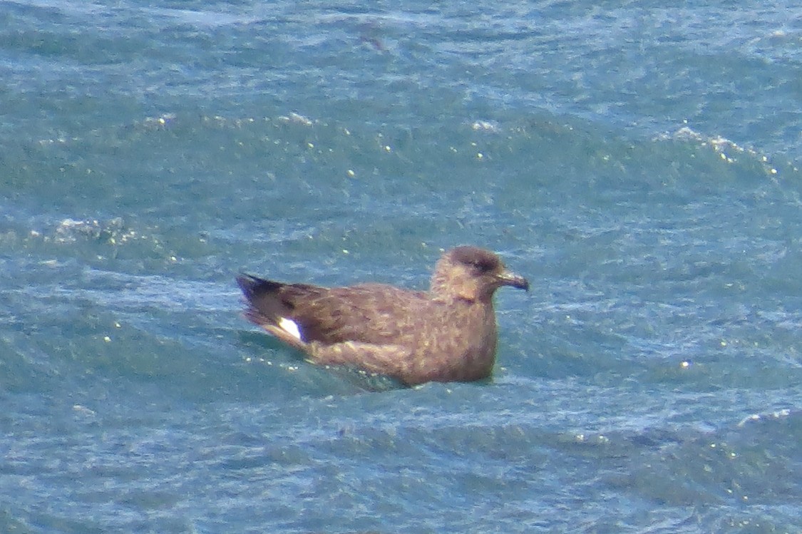 Chilean Skua - Becky Marvil