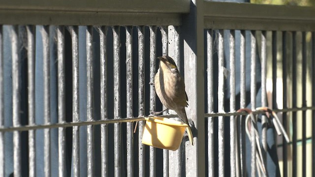 Singing Honeyeater - ML464701761