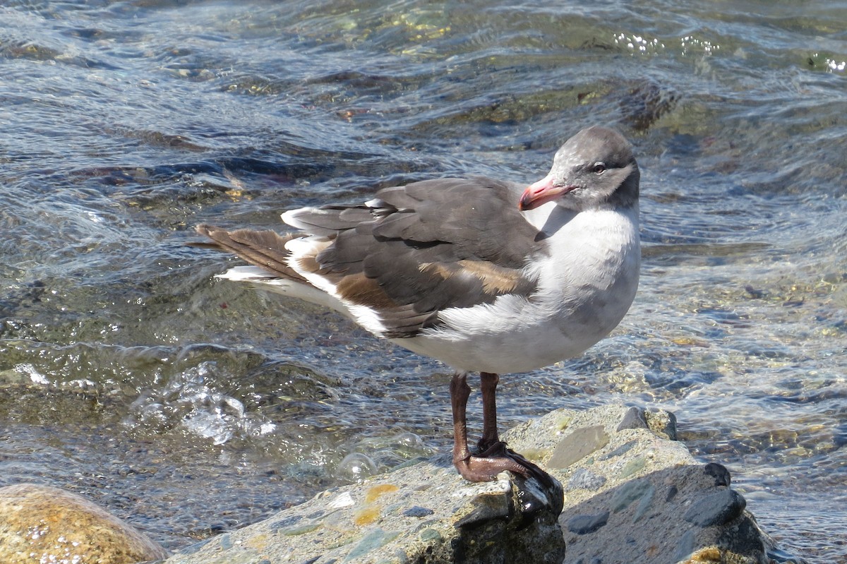 Магелланова чайка - ML46470241