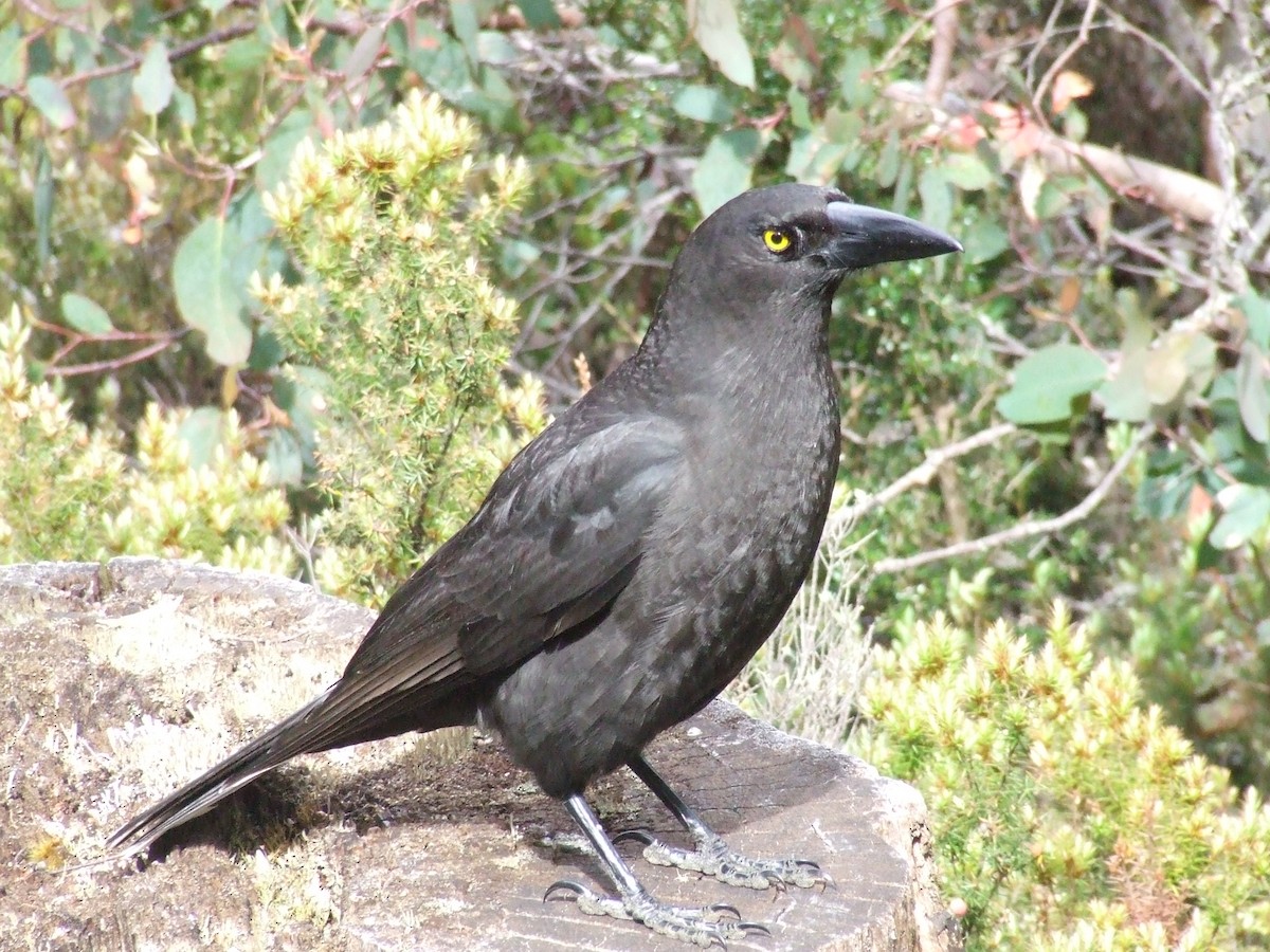 Black Currawong - Andrew Wood