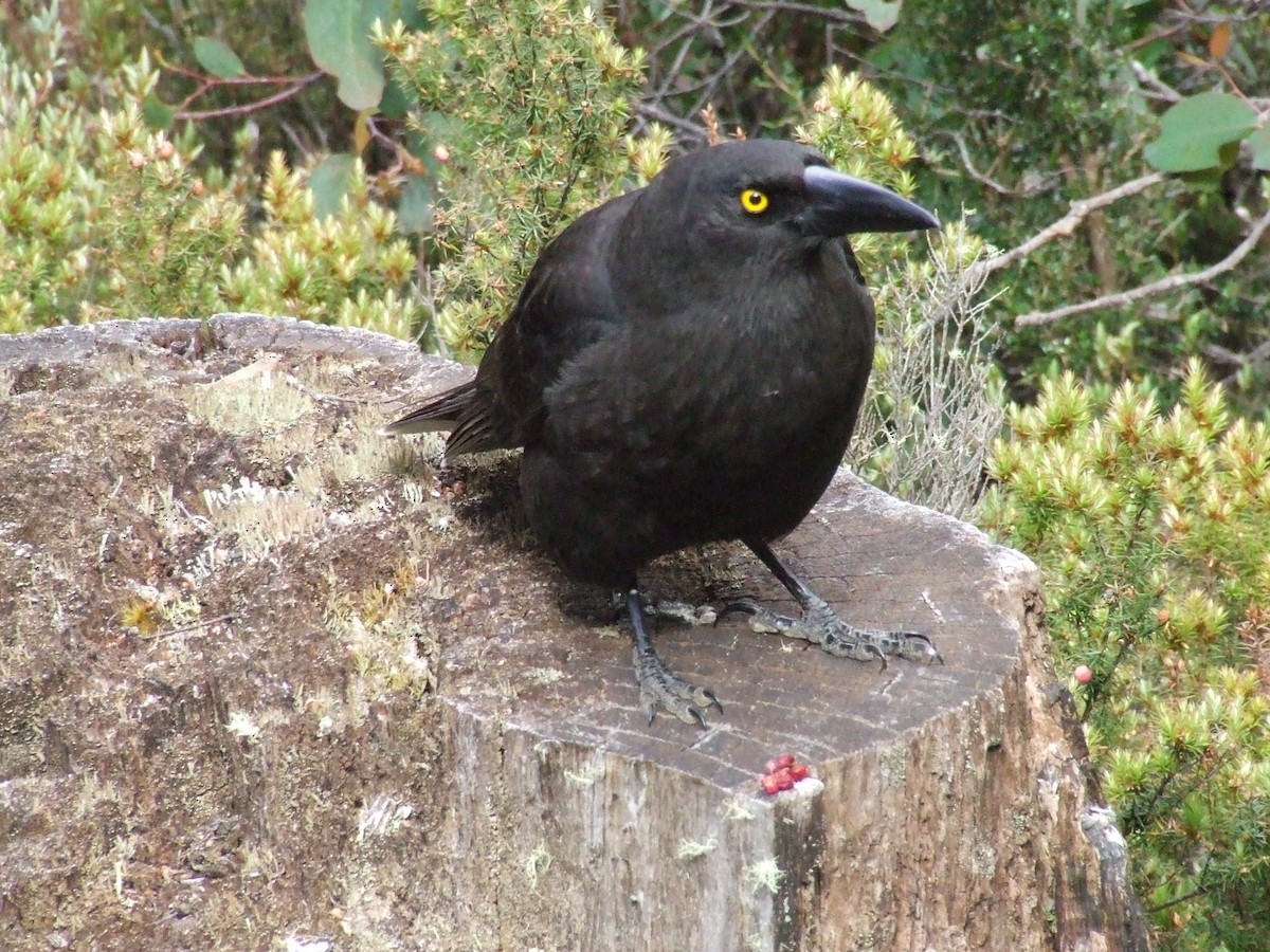 Black Currawong - ML464703051