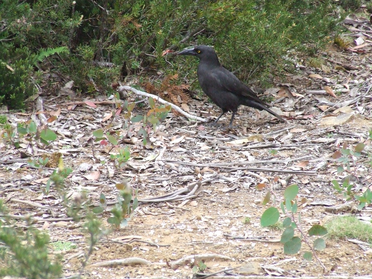 Black Currawong - Andrew Wood