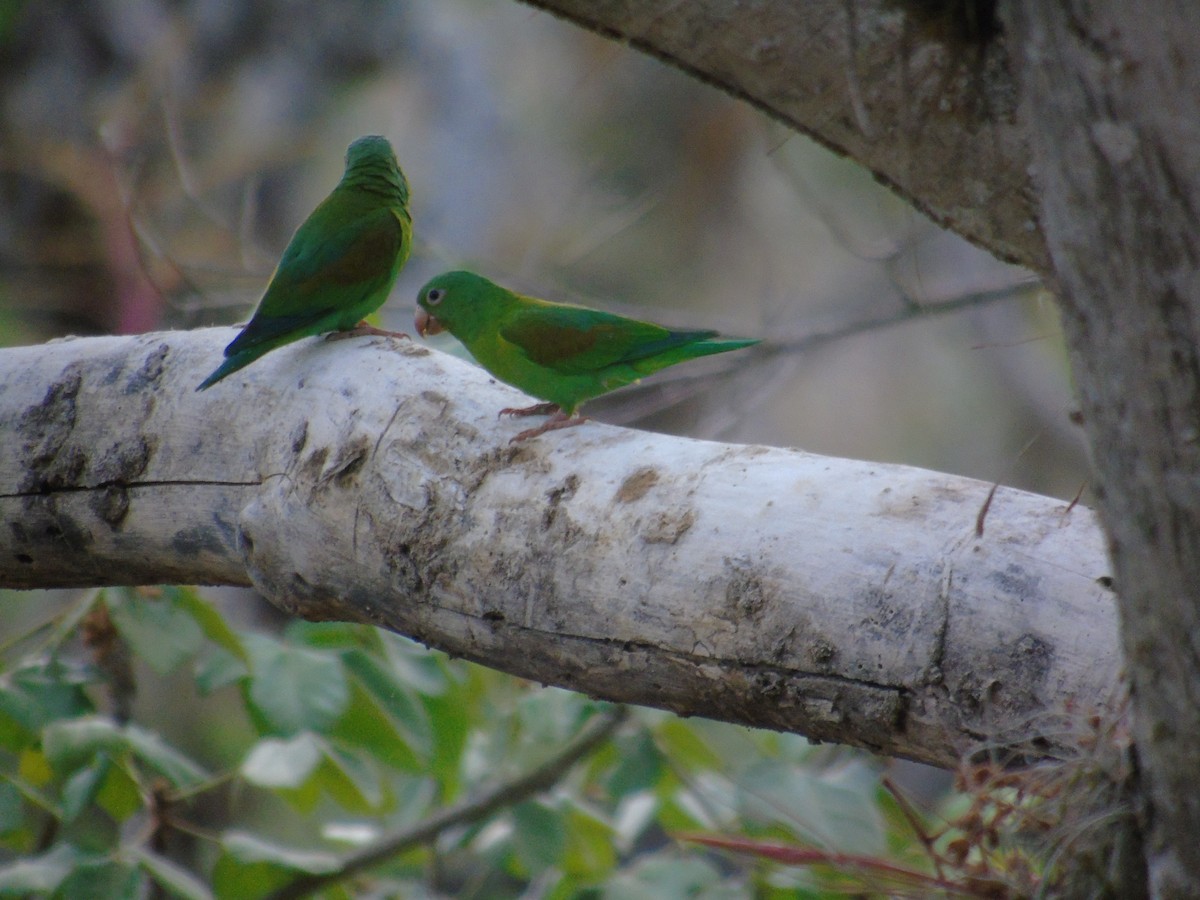 Orange-chinned Parakeet - ML464703221