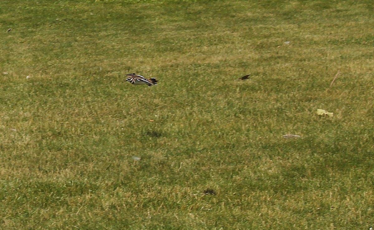 Killdeer - ML464703421