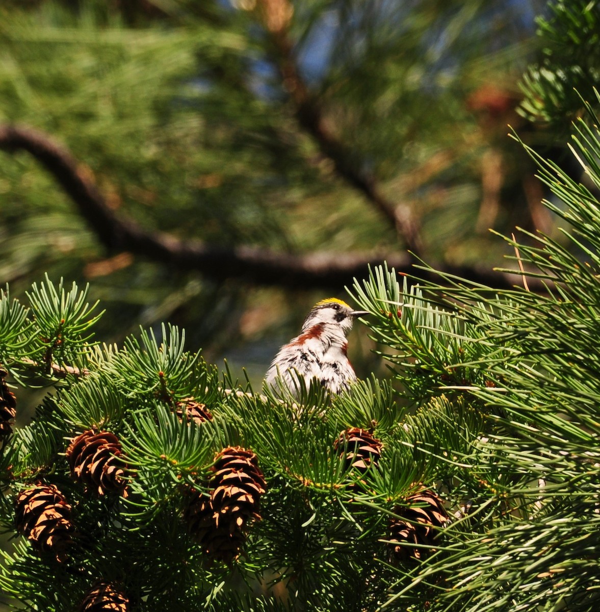 Chestnut-sided Warbler - Bill Tweit