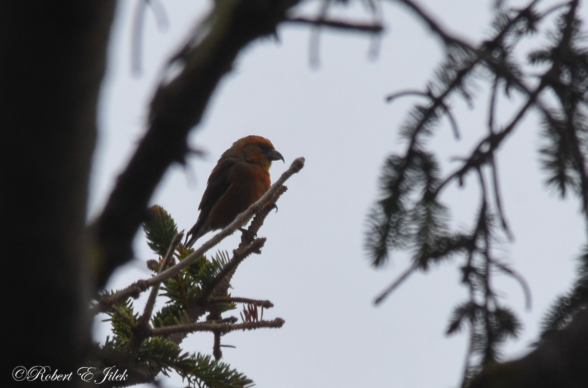 Red Crossbill - ML464704051