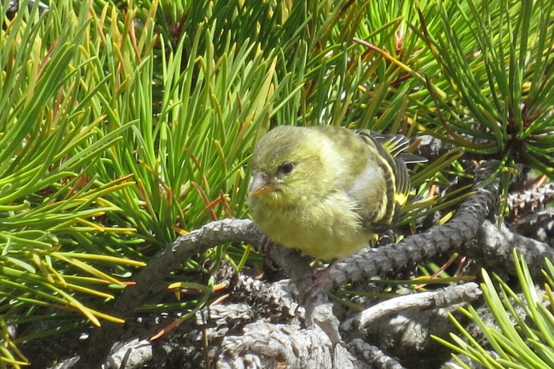 Black-chinned Siskin - Becky Marvil