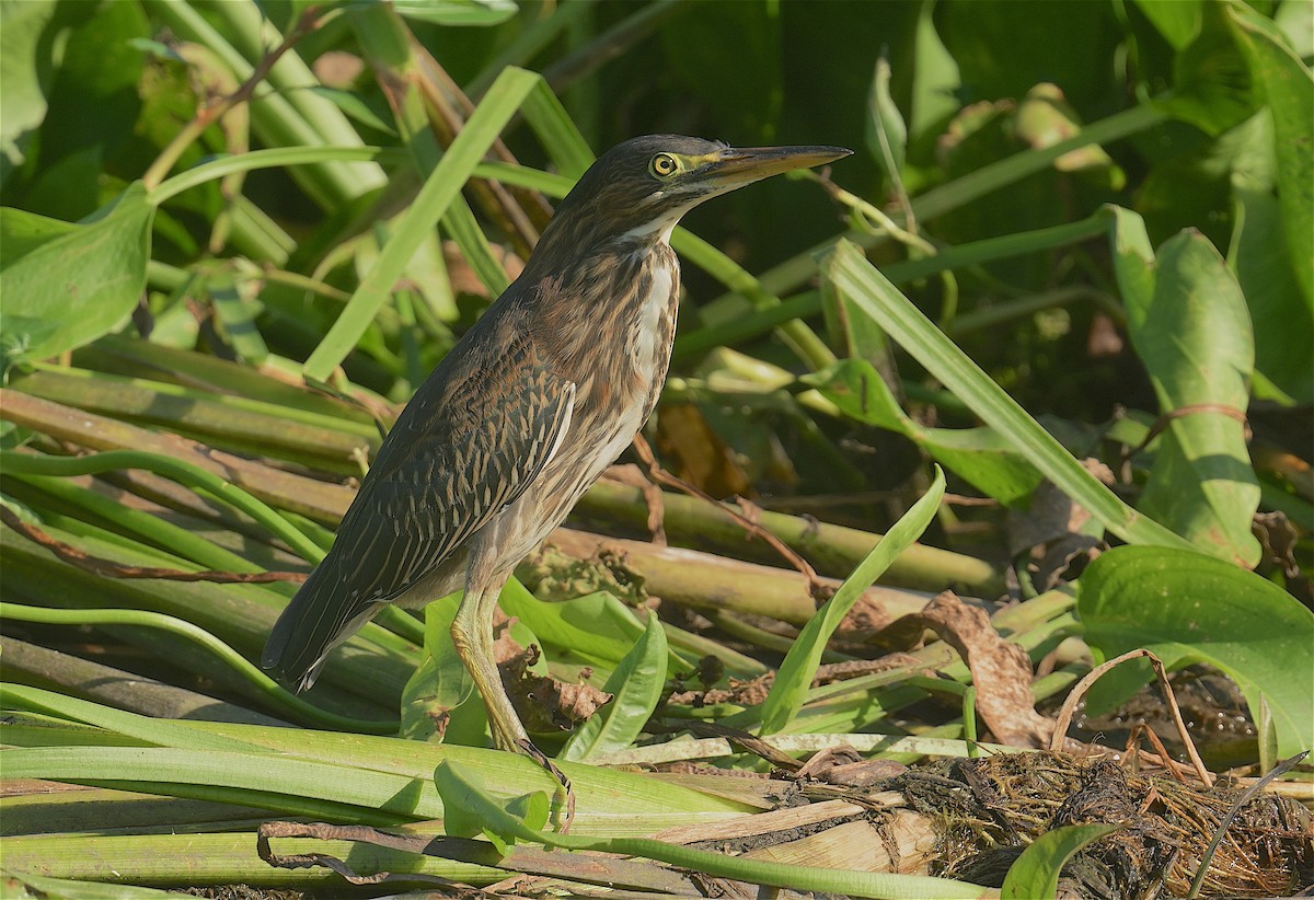 Green Heron - ML464705531