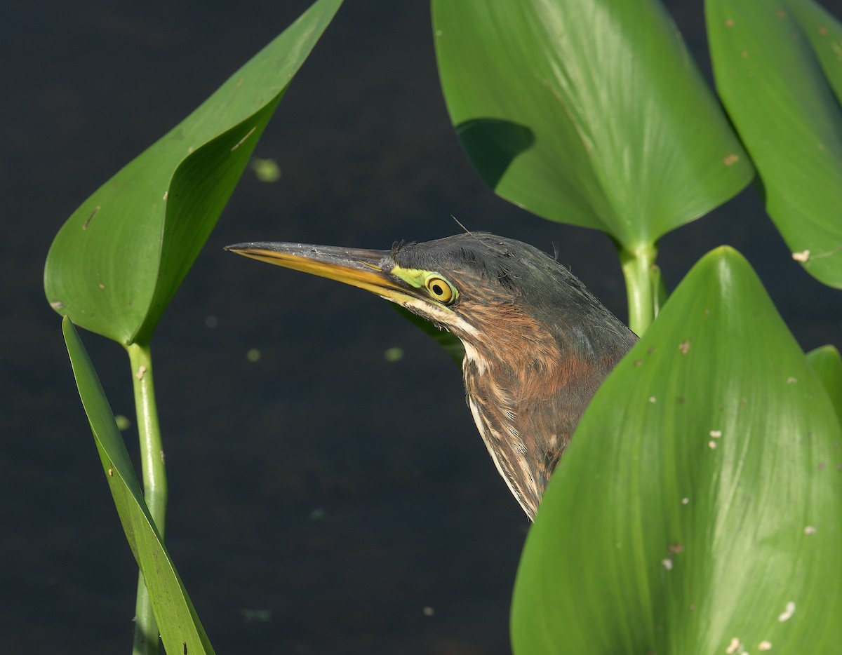 Green Heron - ML464705591