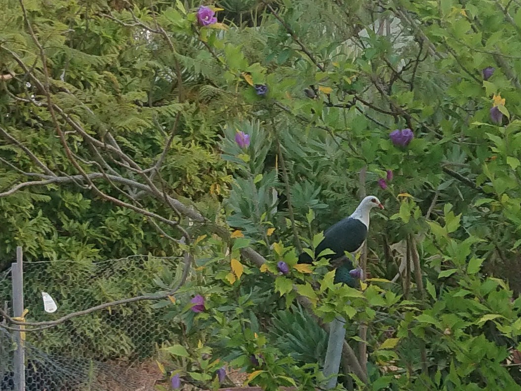 White-headed Pigeon - ML464707021