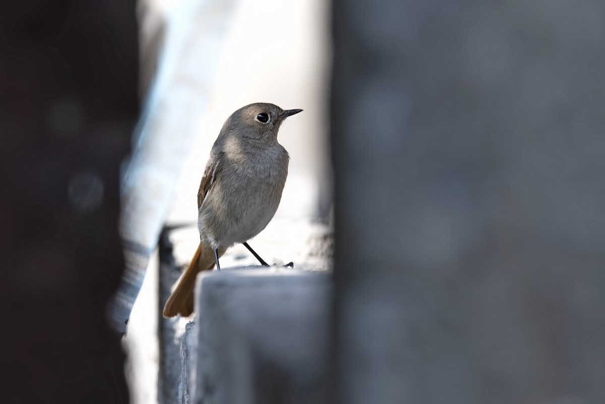 Hodgson's Redstart - ML464708151