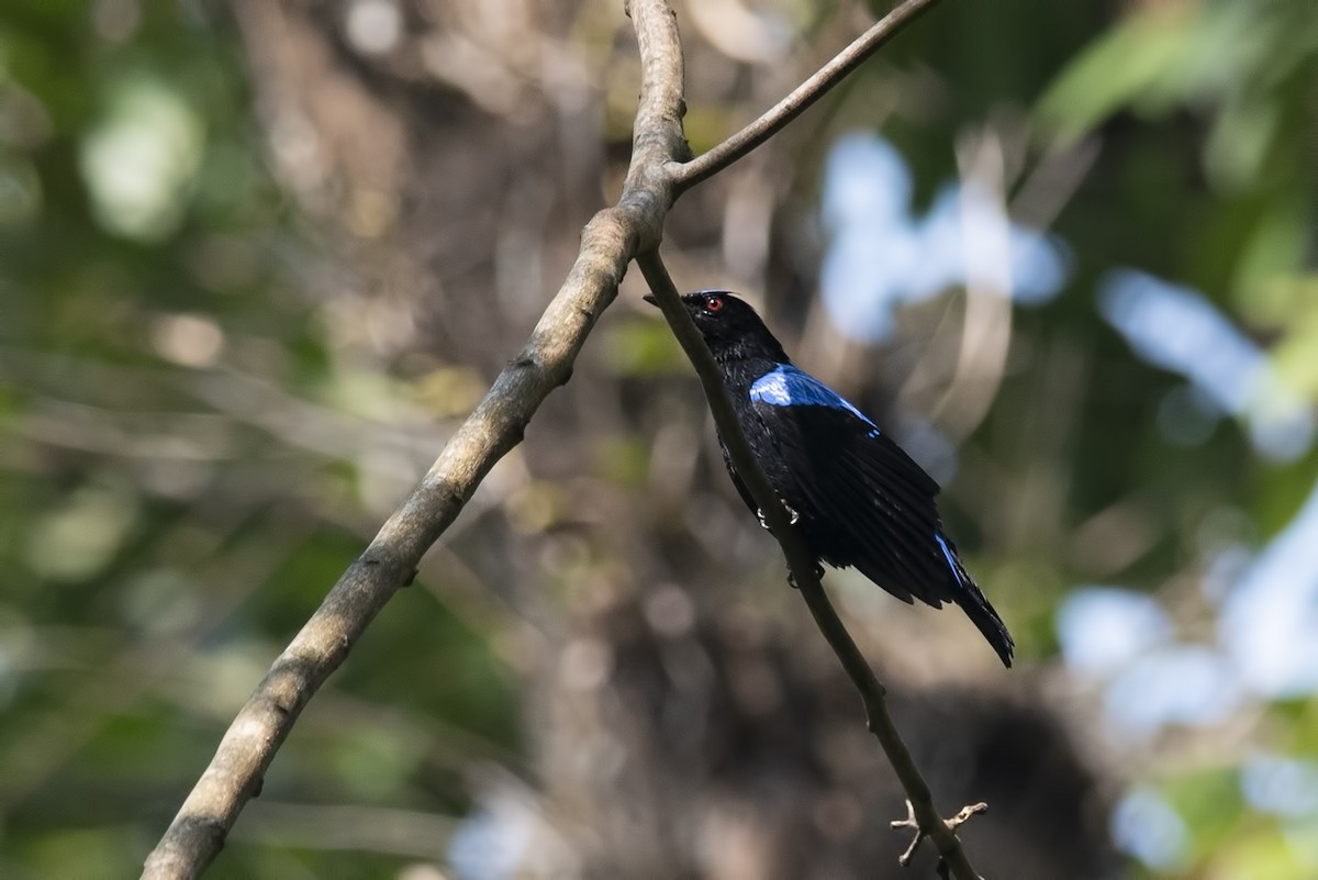 Asian Fairy-bluebird - ML464708261