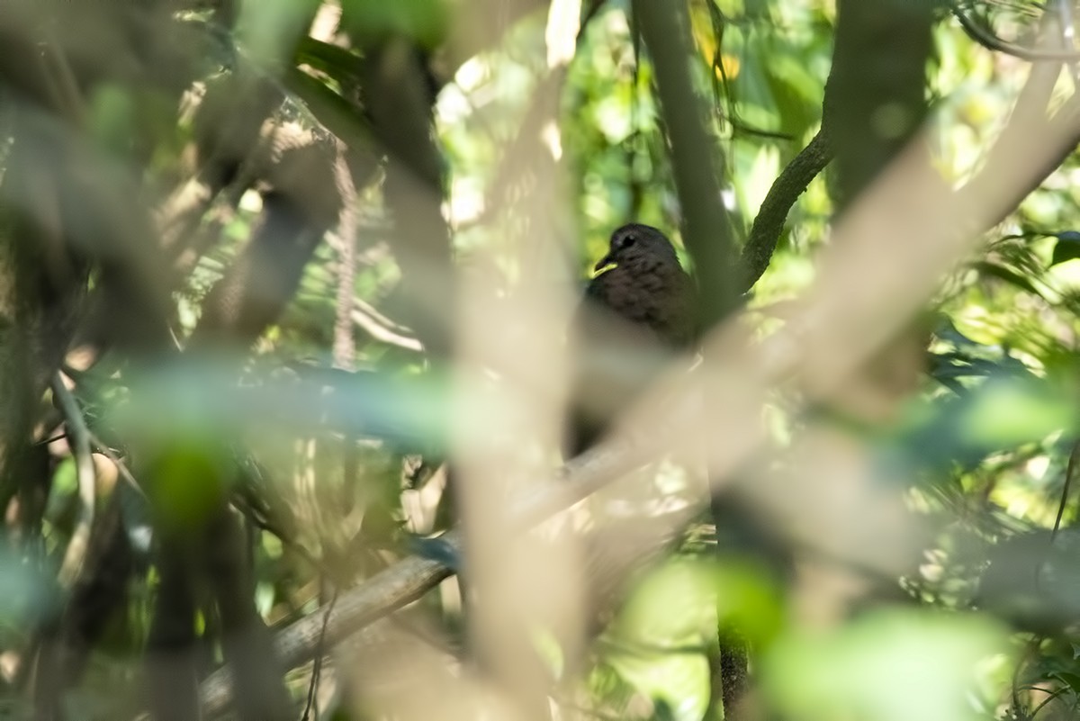 Asian Emerald Dove - ML464708371