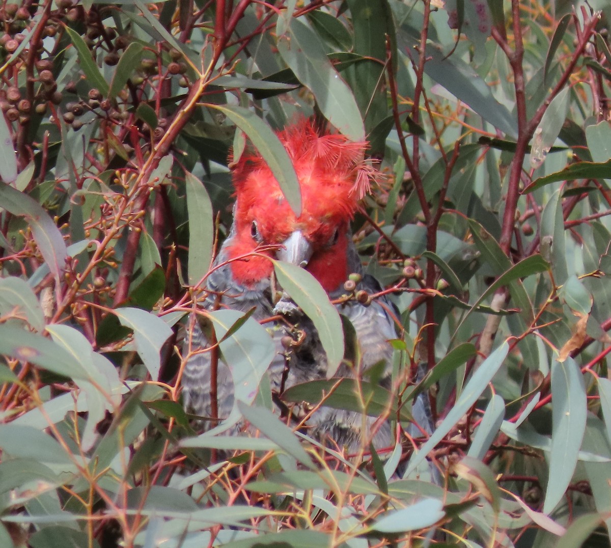 Gang-gang Cockatoo - ML464709441