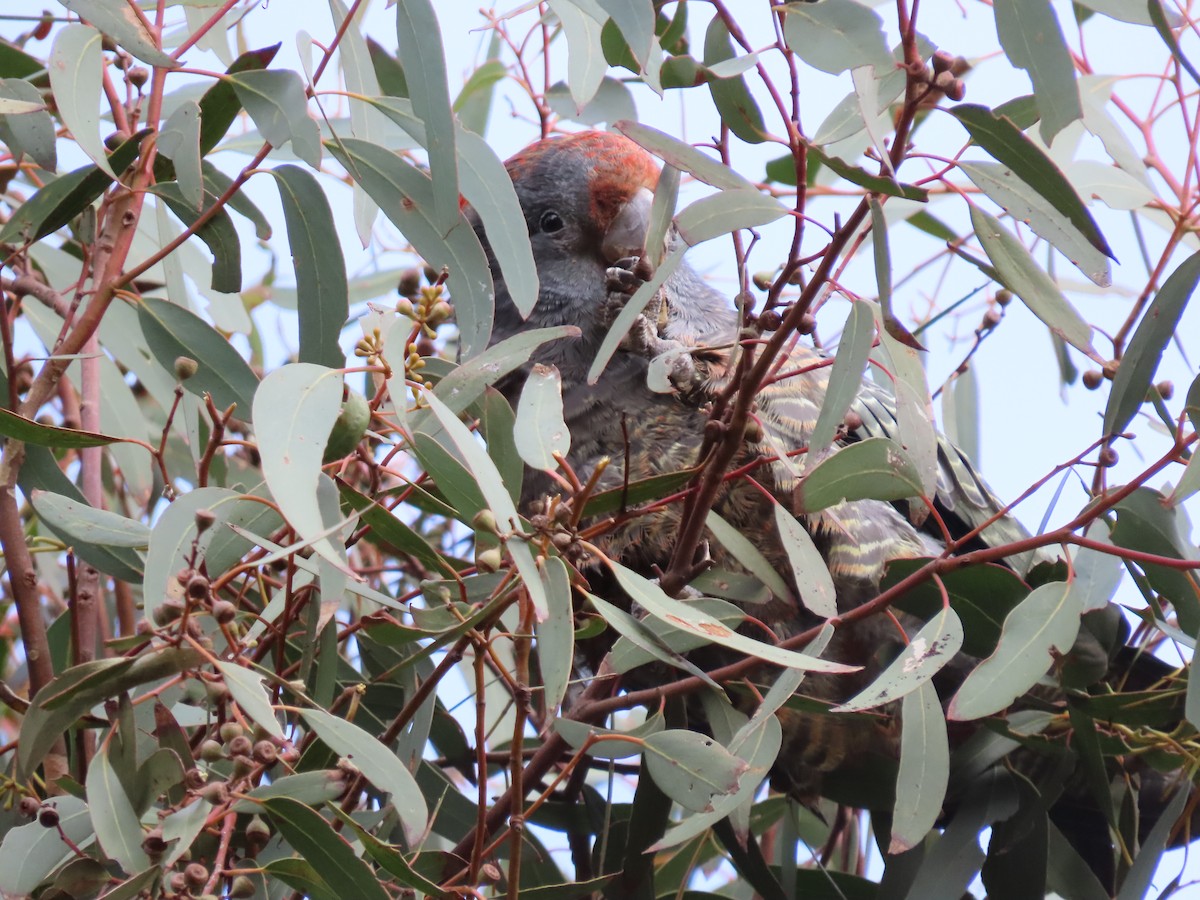 Gang-gang Cockatoo - ML464709501