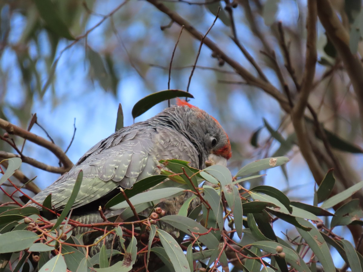 Gang-gang Cockatoo - ML464709511