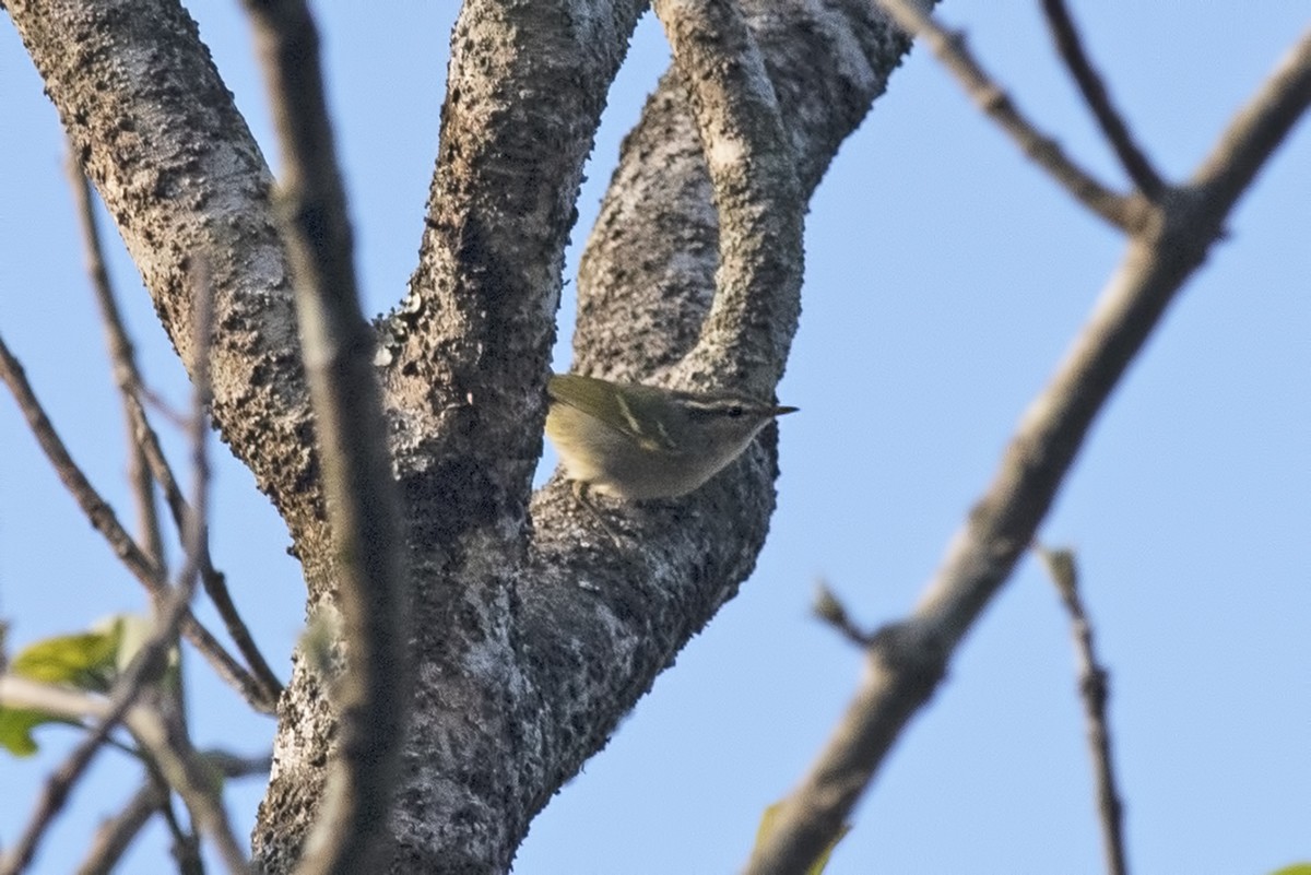 Hume's Warbler - ML464709721