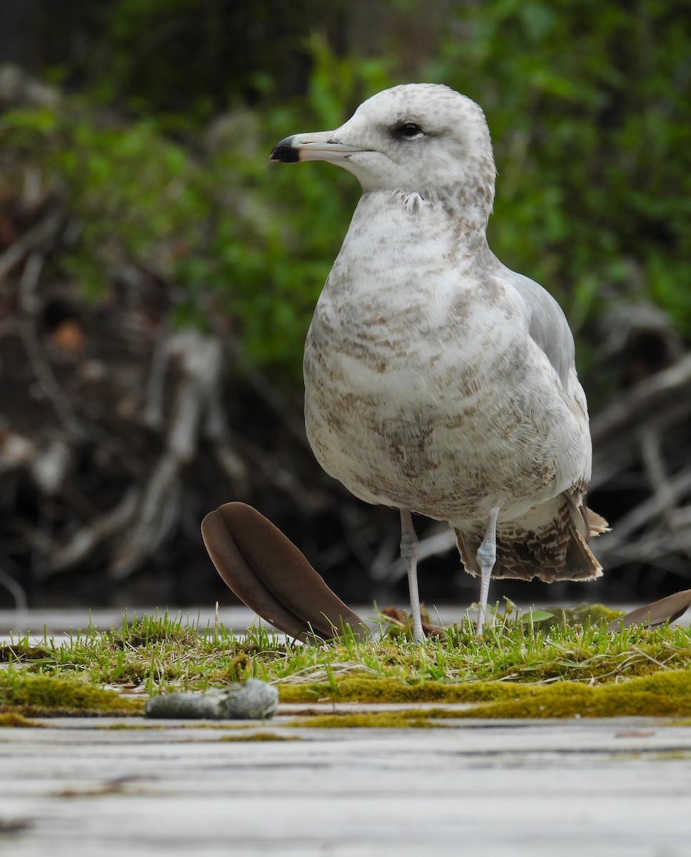 Ring-billed Gull - ML464709791