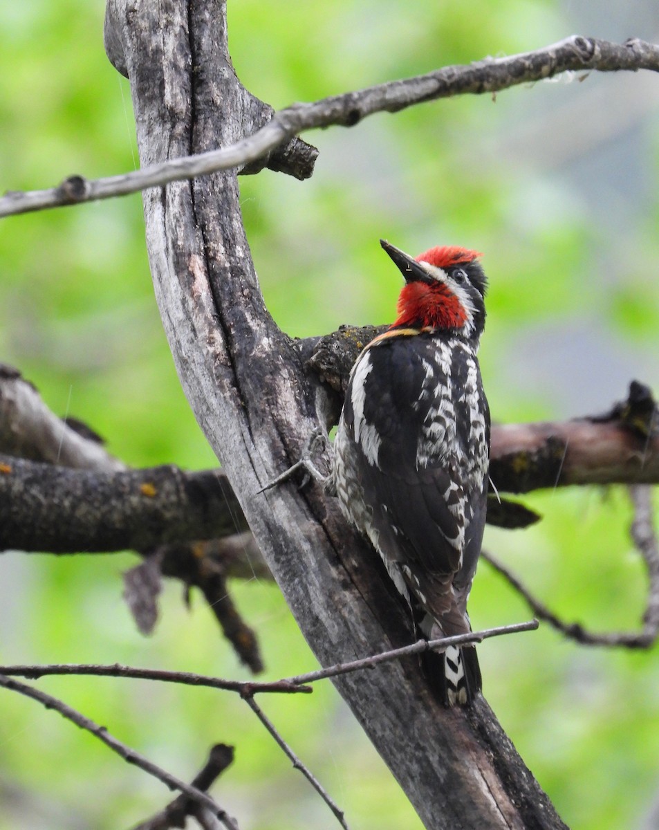 Red-naped Sapsucker - ML464709861