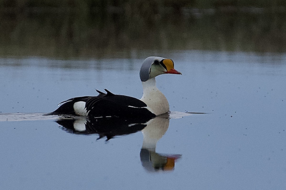 Eider à tête grise - ML464710021