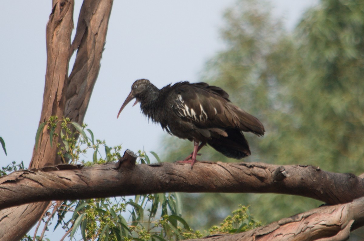 ibis etiopský - ML464711041