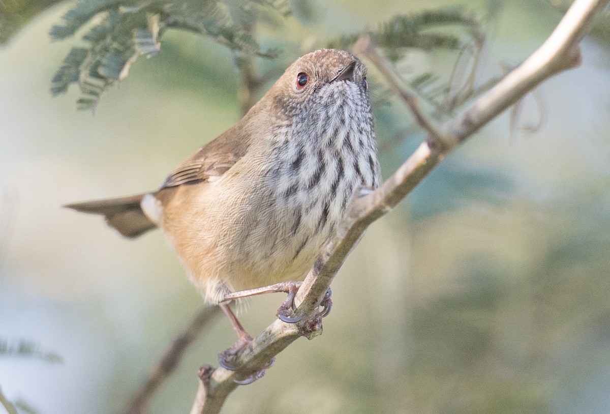 Brown Thornbill - ML464711501