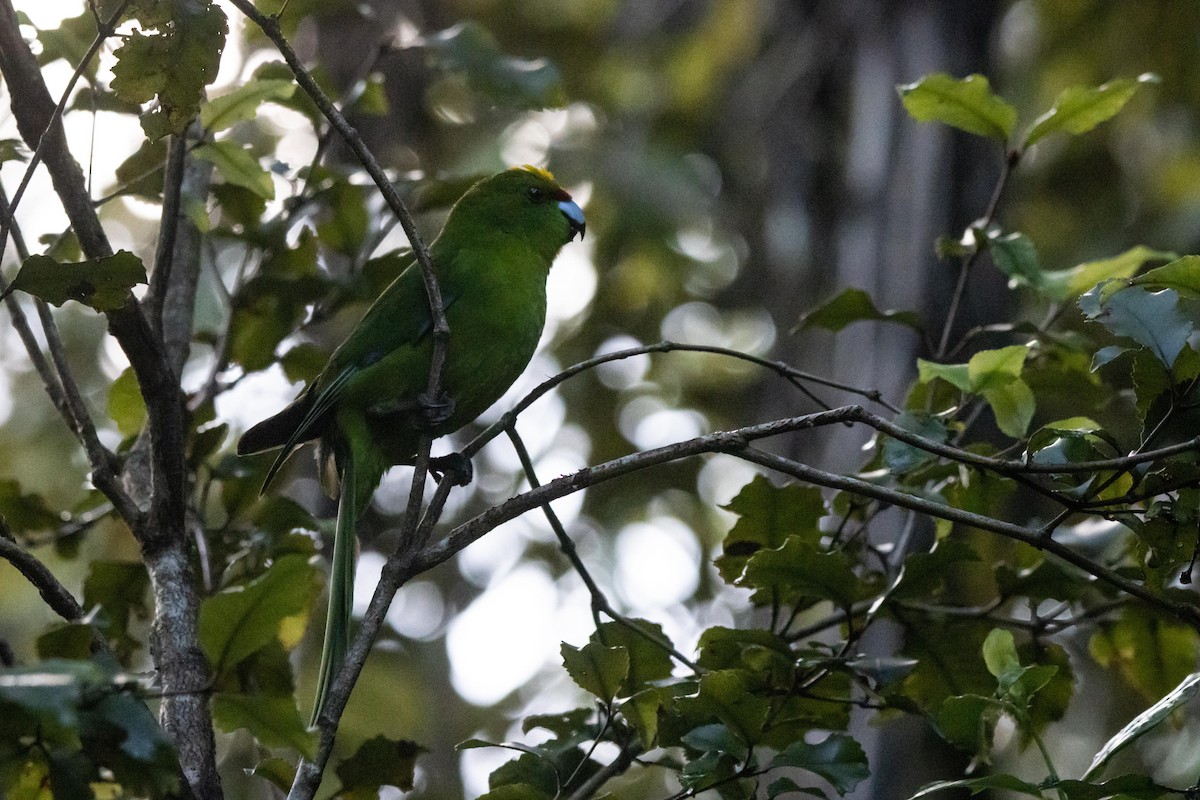 Yellow-crowned Parakeet - ML464712191