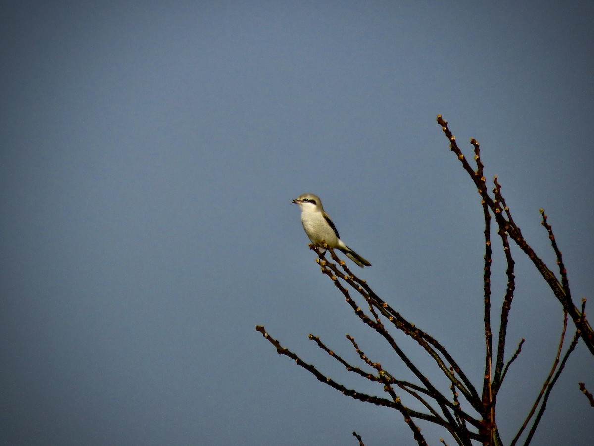 Northern Shrike - ML464712231