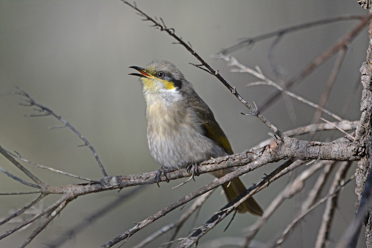 Singing Honeyeater - Gerald Allen