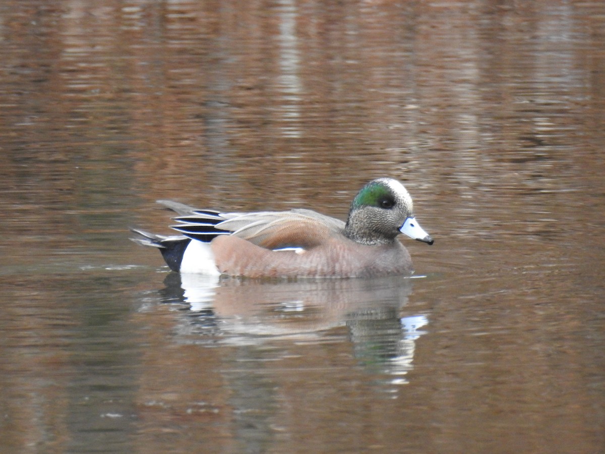 American Wigeon - ML46471401