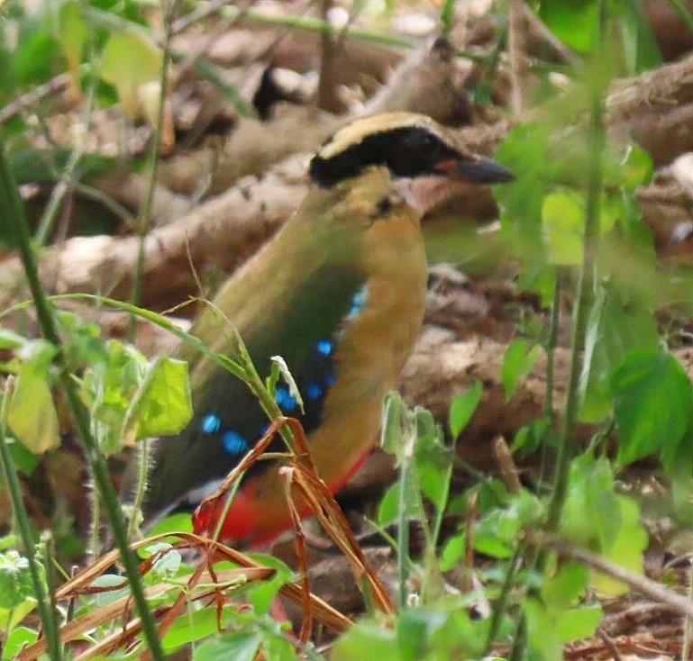 African Pitta - ML464714181
