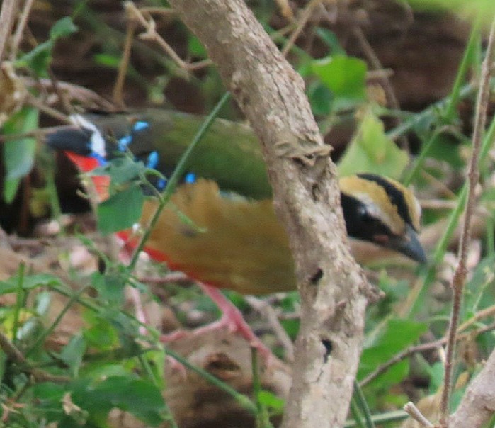 African Pitta - ML464714191