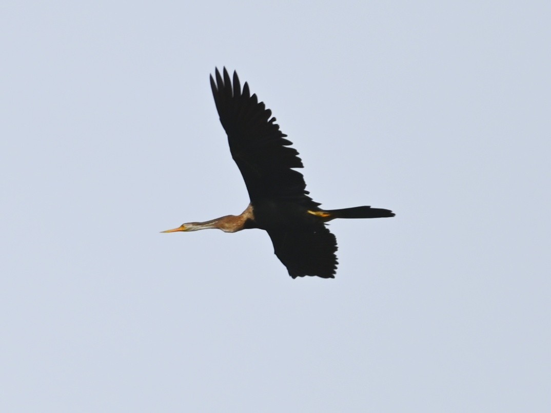 Oriental Darter - ML464714221