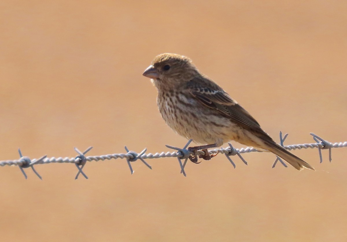 House Finch - Petra Clayton