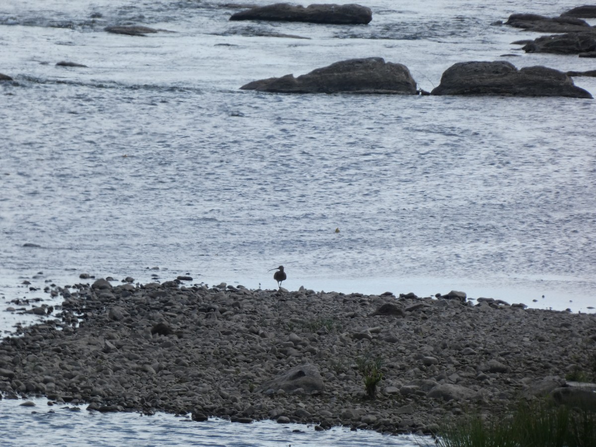 Eurasian Curlew - Juan jose gonzalez