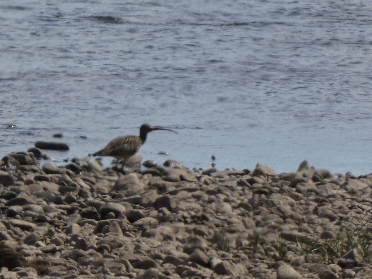 Eurasian Curlew - Juan jose gonzalez