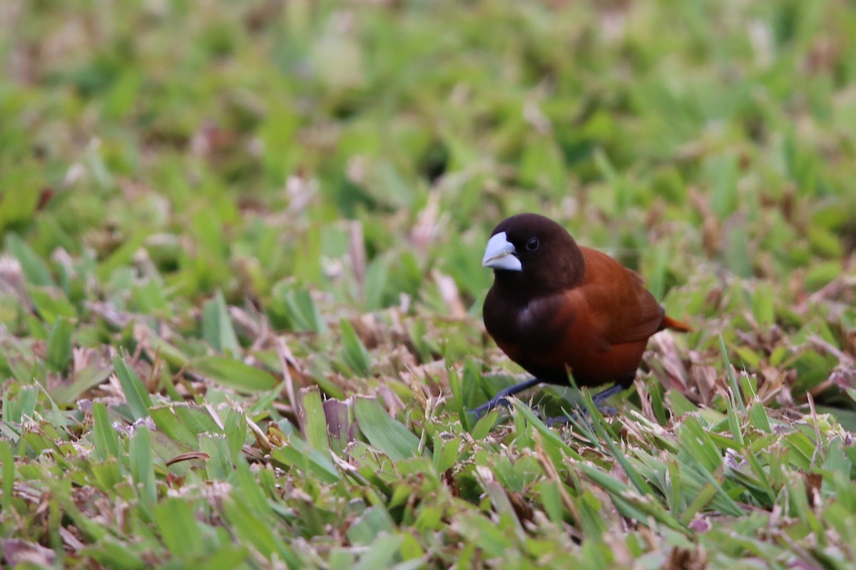 Chestnut Munia - ML464715851